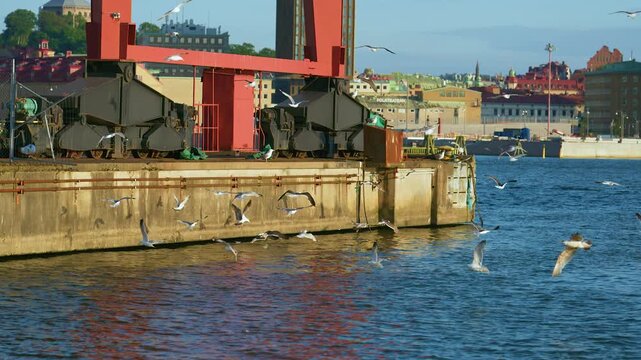 European herring gull Larus argentatus flock flying over urban harbor