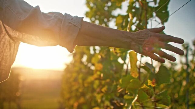 Close up of senior Caucasian farmer hand touching green grape leaves in vineyard at sunset. Elderly person checking vine plants during wine growing season. Agriculture and nature lifestyle. Outdoors.