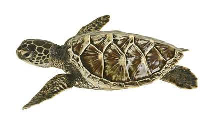 Green sea turtle swimming gracefully, isolated on transparent background © Mira