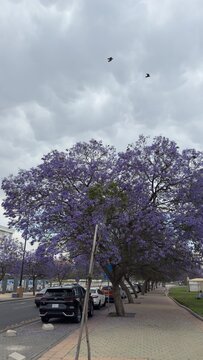 Abha