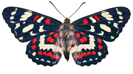 Detailed colorful butterfly with black red and white patterns, isolated on transparent background © Mira