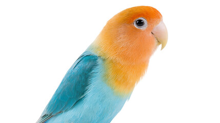 Fischer s lovebird with orange head and blue body, isolated on transparent background © Mira