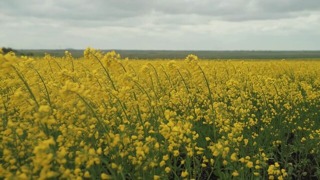 Vast field of bright yellow rapeseed flowers blooming and gently swaying in the wind under an overcast sky, representing an idyllic agricultural landscape and the concept of sustainable biofuel