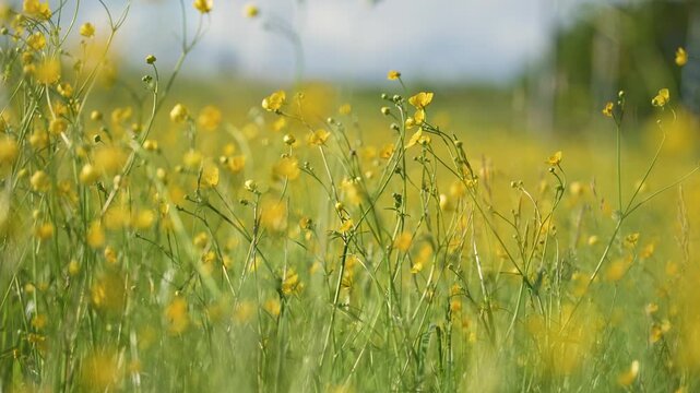 Meadow buttercup Ranunculus acris flowers softly blooming in sunny field