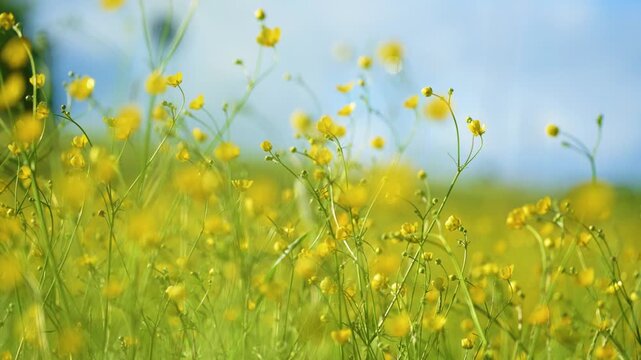 Meadow buttercup Ranunculus acris wildflowers against blue summer sky