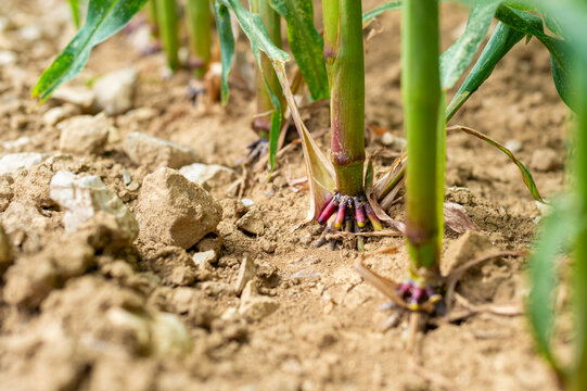 A close-up view shows the brace roots at the base of Zea mays corn stalks growing in dry, stony soil. The agricultural field features rows of green maize plants in selective focus.