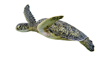 Green sea turtle swimming gracefully, isolated on transparent background © Elena