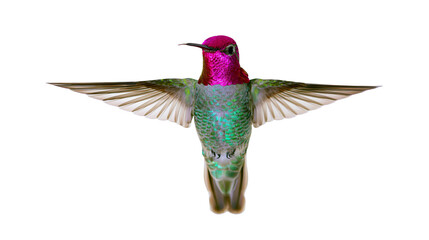 Anna s hummingbird with iridescent magenta gorget and green body wings spread, isolated on transparent background © Elena