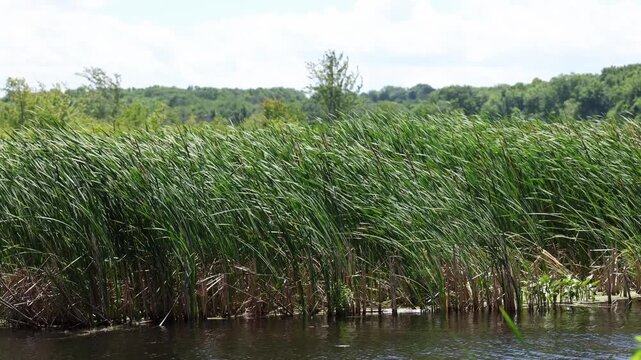 Mesmerizing sway of cattails blowing in the wind while water blows past