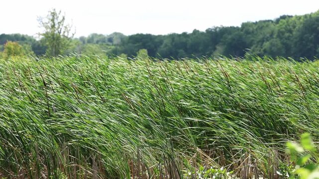 Hypnotic motion of cattails blowing in the wind along a wetland