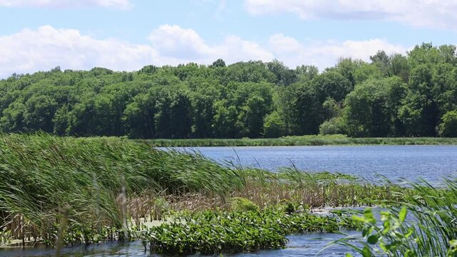 Mesmerizing sway of cattails blowing in the wind while water blows past