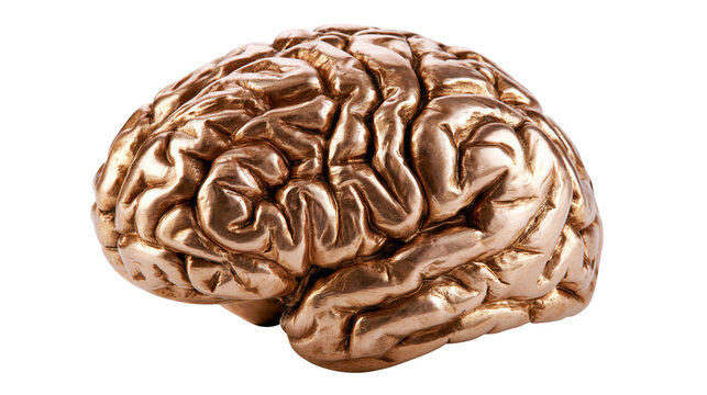 Shiny metallic bronze human brain sculpture, isolated on transparent background