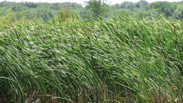 Hypnotic motion of cattails blowing in the wind along a wetland