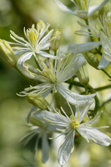 Fototapeta premium Closeup on a white flowering Clematis species in Gard, Southern France