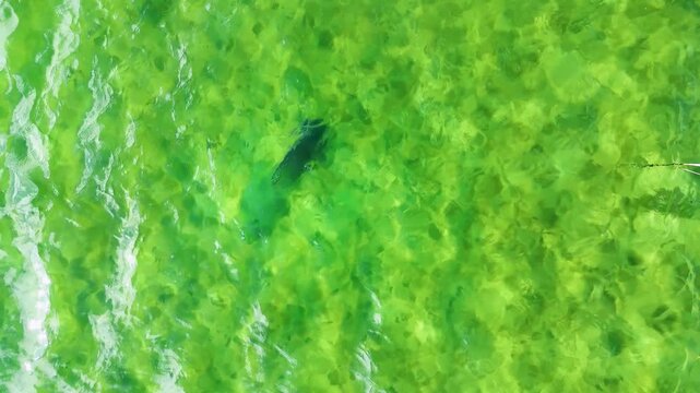 Black turtle swimming in a green freshwater lagoon