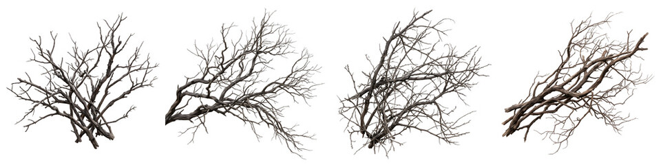 Isolated Bare Branch Set: Dead Tree Limbs, Dry Winter Shrub Twigs, and Tangle of Leafless Woody Sticks on White Background for Halloween, Autumn, and Gothic Style Designs © Khan