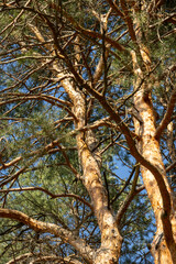 Fototapeta premium Thick pine tree trunks with textured orange-brown bark. Dense green needle branches interwoven overhead. Clear blue sky visible through gaps. Peaceful, natural forest texture with bright daylight.