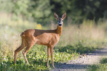 Naklejka premium Young deer in the forest. Deer on the forest path on a sunny day.