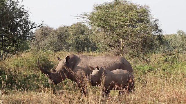 White rhino mother and calf grazing in Kenyan savanna