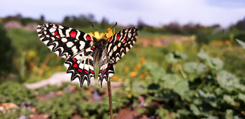 Macro shot of a Spanish festoon butterfly zerynthia rumina spreading wings on a yellow wildflower butterfly on the grass © mawahibetilouguite