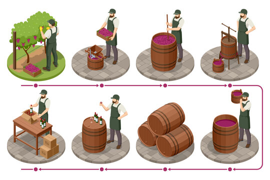 Isometric wine production infographic with grape harvest, press, vat, barrel and bottle stages linked by arrows. Step by step winery illustration explains vinification process from fruit to beverage