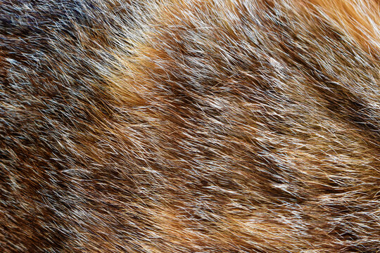 Cat fur texture background. Calico or tortoiseshell cat fur background. Pet hair or coat texture.