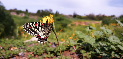 Macro shot of a Spanish festoon butterfly zerynthia rumina feeding on a yellow wildflower checkered flag on the grass © mawahibetilouguite