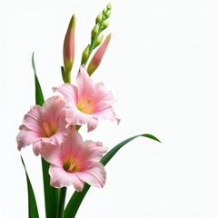 Fototapeta premium Delicate pink gladiolus flowers bloom with green leaves against clean white backdrop. Several buds promise future blossoms on tall stem. Elegant floral arrangement brings natural beauty, freshness.