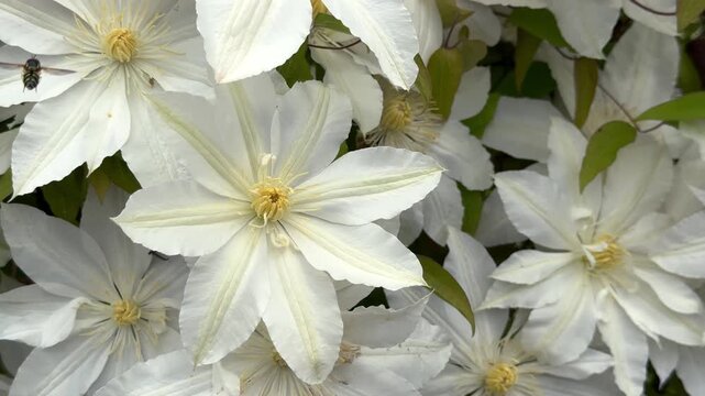 A beautiful, close-up top view of full-bloom white clematis flowers with contrasting yellow stamen centers, creating a dense and elegant natural floral pattern.