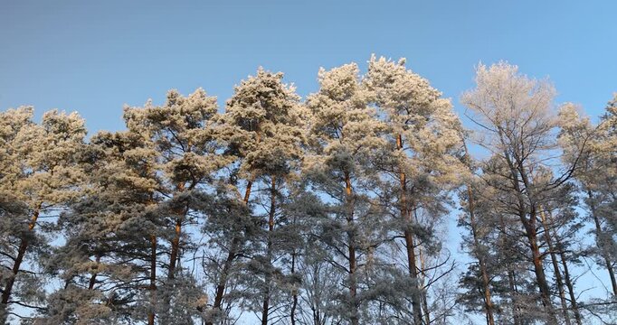   winter pines wrapped in white snow and frost at the edge, tall winter pines are permeated with soft light in the early hours of dawn