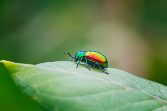 A close up side view of a colorful Dogbane Beetle (Chrysochus auratus) crawling along a green leaf against blurred background