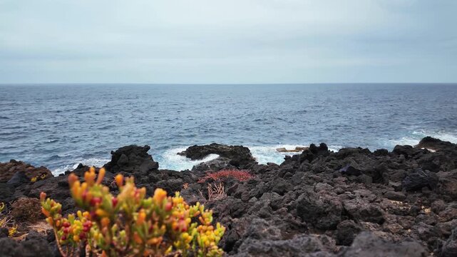Volcanic rocky coast with native succulent plants growing on the dark lava rock in Charco del Palo, Lanzarote, as the ocean waves crash against the shore under a cloudy sky