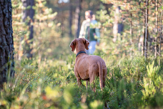 Nature exploring, companionship and activity on fresh air, woman and Vizsla dog strolling through forest, pet owner spending time outdoors for recreation and pet physical care, hiking in woodlands.