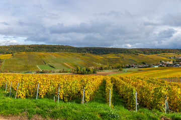 Fototapeta premium Golden autumn vineyards in Champagne region, Mancy, France