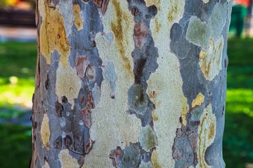 texture of rustic wood © felipe