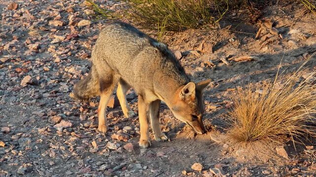 Wild South American grey fox sniffing the ground and sitting down at sunset
