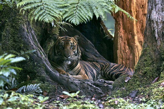 Sumatran Tiger Resting in Hollow Tree Root, Rainforest Den