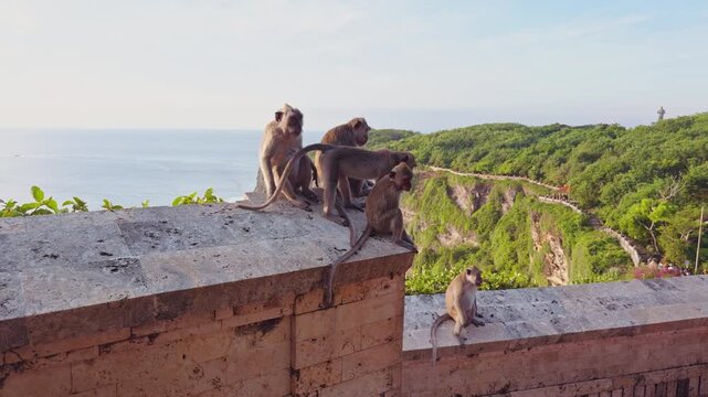 Long Tailed Macaque Portrait With Ocean And Coastal Vegetation Background at Pura Luhur Uluwatu