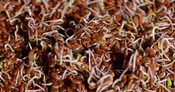 Brown flax seeds with sprouts, viable flax seeds activated under the influence of heat and moisture in the dark
