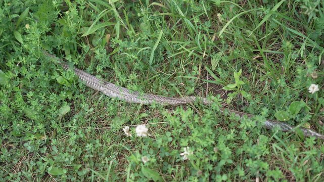 Discarded snake skin resting in a meadow. This close-up shot reveals the intricate texture and patterns of the molted reptilian skin within its natural habitat. Ideal for nature documentaries.