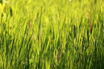 Fototapeta premium Vibrant green meadow on sunny day
