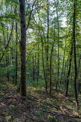 Fototapeta premium Mountain slope with fallen trees. Mountain landscape with fallen trees and red clay soil