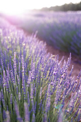 Obraz premium Lavender field. Blossom summer field