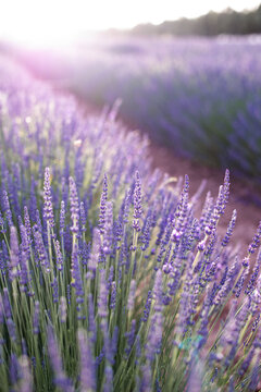 Lavender field. Blossom summer field