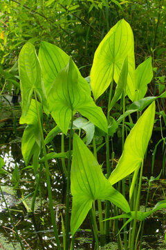 Wapato (Sagittaria latifolia) on Goose Lake, Willamette Mission State Park, Oregon