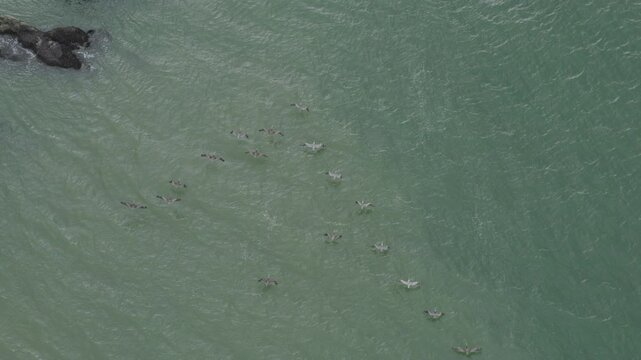 Flock of Seabirds Flying Low Over Green Ocean - Aerial View In San Francisco
