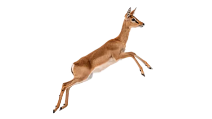 Fototapeten Rehe Small wild roe deer fawn leaping gracefully animal mammal isolated on transparent background  © Pavel