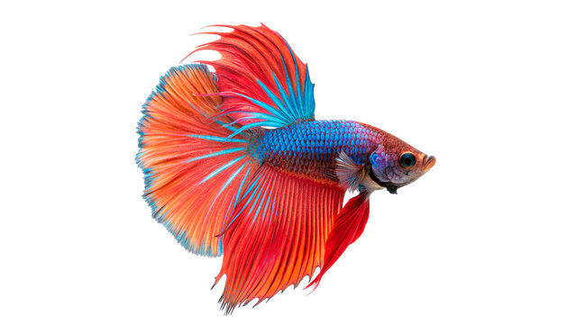 Vibrant colorful siamese fighting fish betta splendens marine wildlife isolated on transparent background