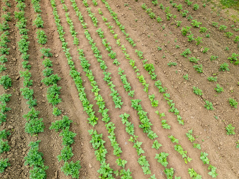 Aerial view of neatly arranged rows of green plants growing in freshly tilled soil, showcasing agricultural farming in a well-maintained field