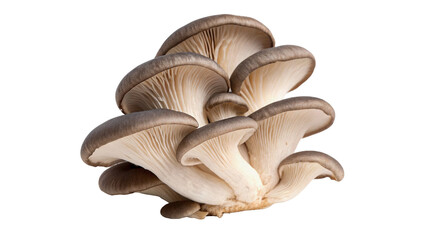 Cluster of fresh raw organic oyster mushrooms isolated on a transparent background © golos-png